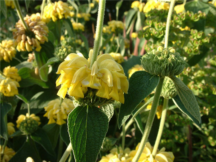 Phlomis fruticosa 'Grande Verde'
