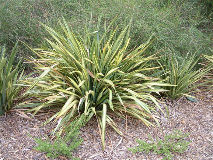Phormium 'Apricot Queen'