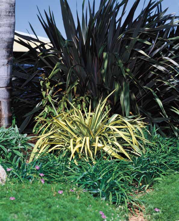 Plant photo of: Phormium 'Apricot Queen'