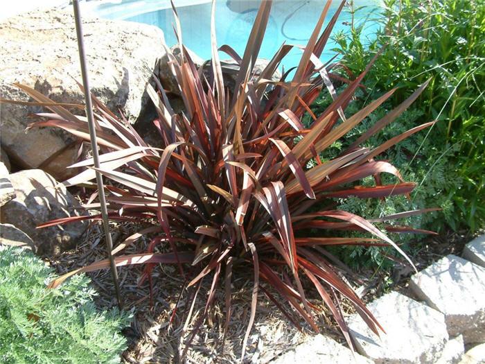 Phormium 'Dazzler'