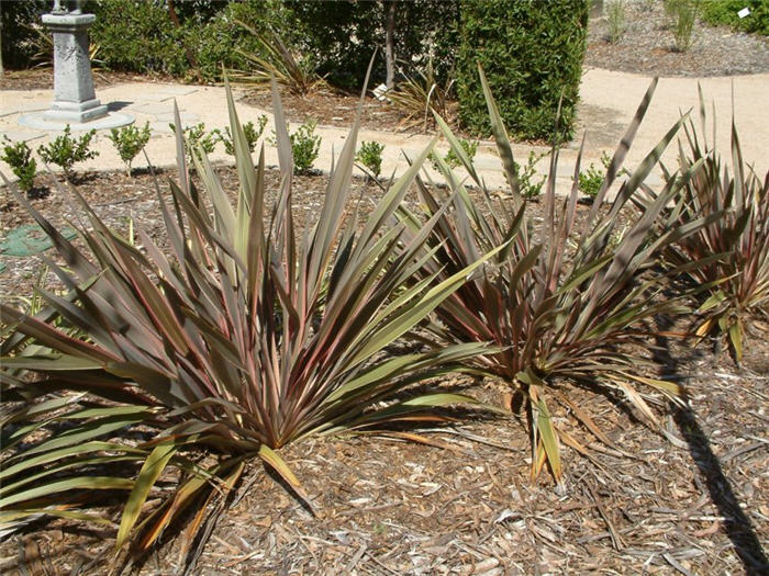 Phormium 'Maori Chief'
