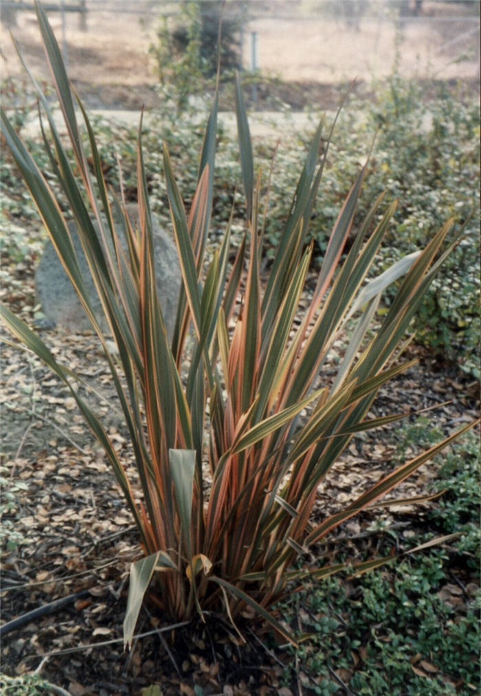 Phormium 'Maori Queen'