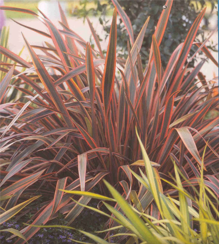 Phormium 'Pink Stripe'