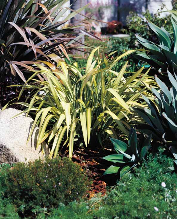 Phormium 'Yellow Wave'
