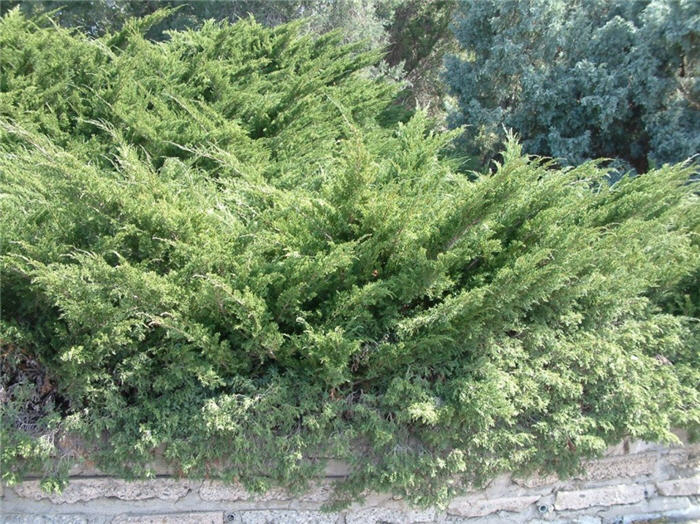 Juniperus chinensis 'Sea Green'