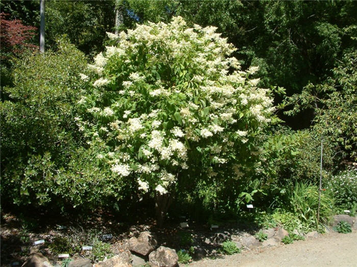 Hydrangea paniculata 'Grandiflora'