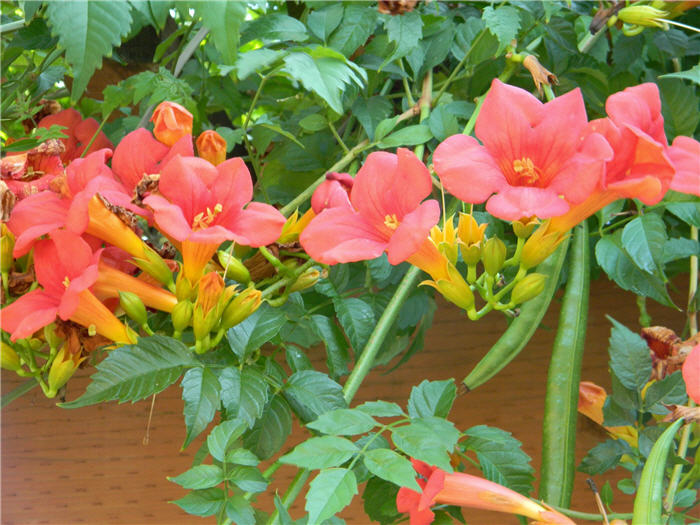 Campsis radicans
