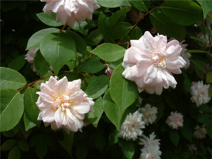 Plant photo of: Rosa 'Cecile Brunner'