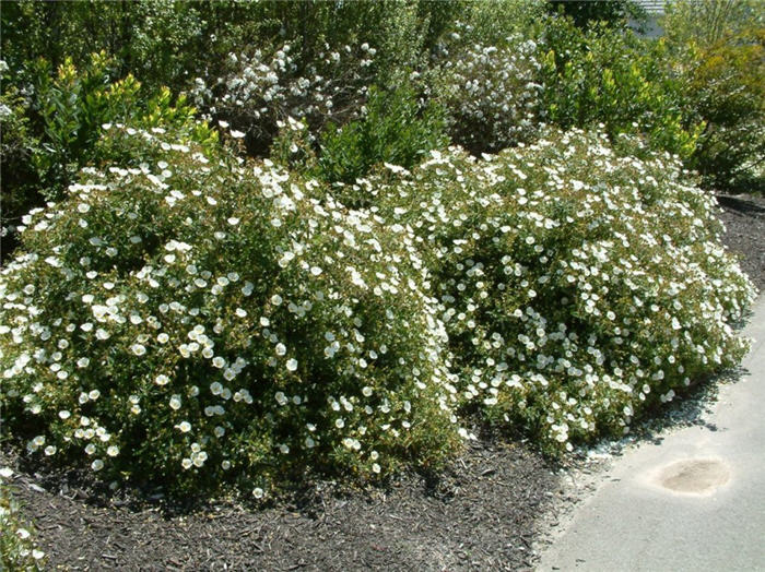 Cistus X hybridus