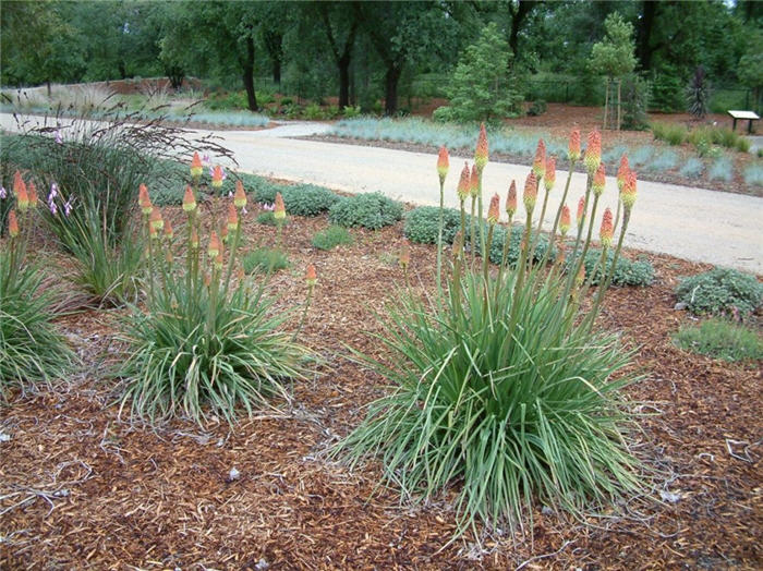 Kniphofia uvaria