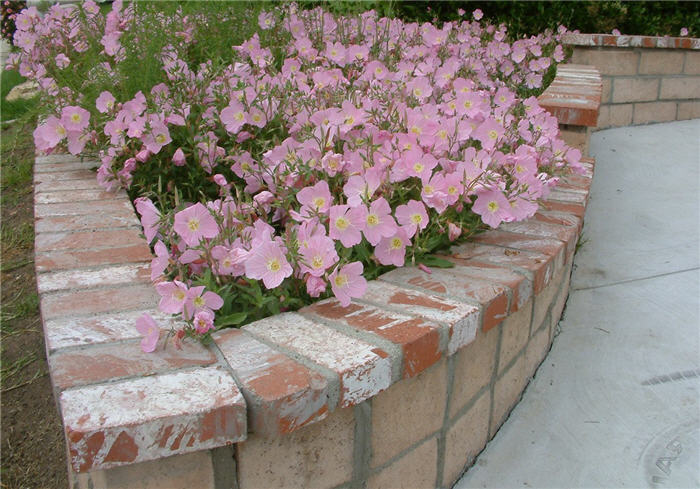 Pink Mexican Evening Primrose