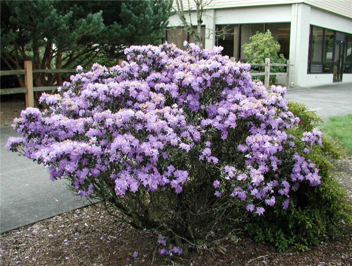 Blue Diamond Rhododendron