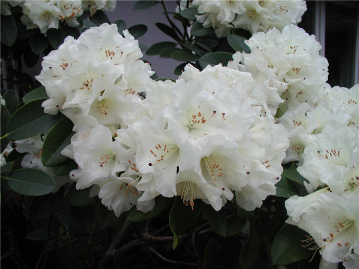 Plant photo of: Rhododendron 'Unique'