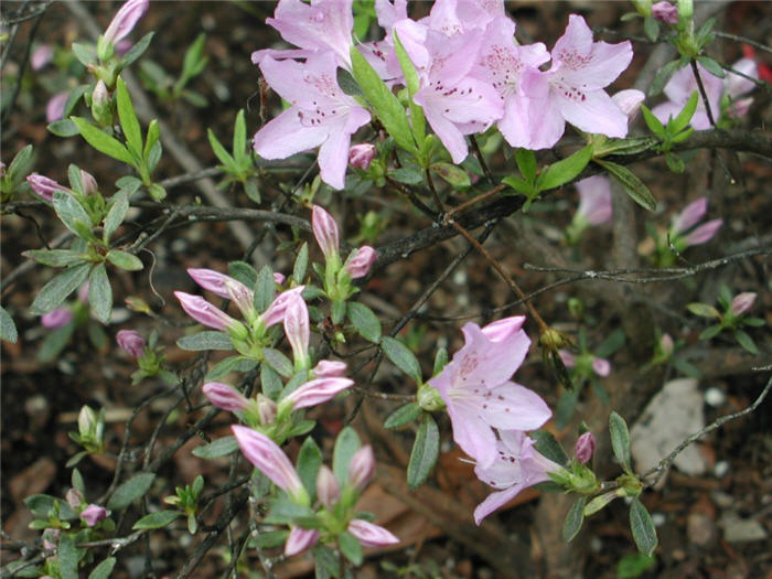 Azalea 'Sherwood Orchid'
