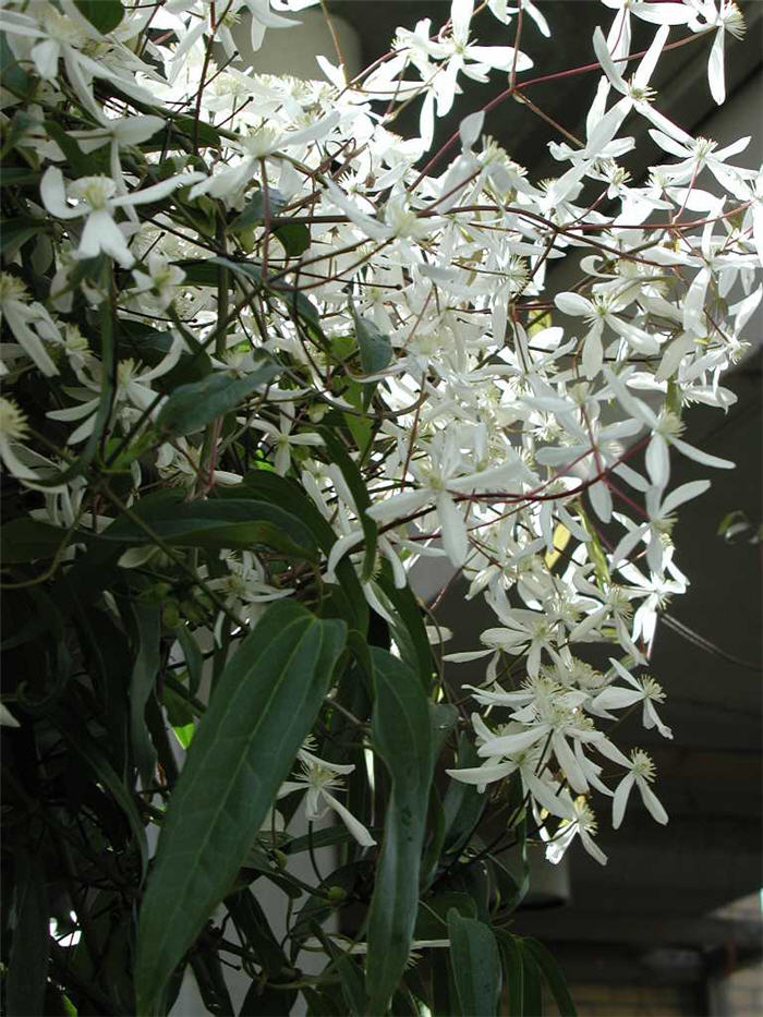 Clematis armandii