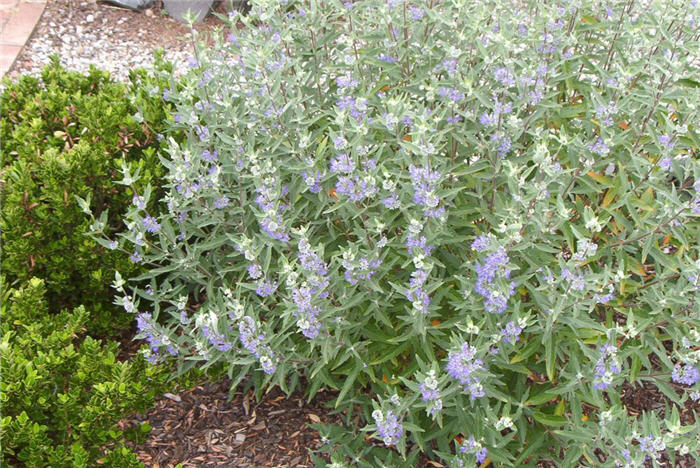 Caryopteris X clandonensis 'Longwood Blu
