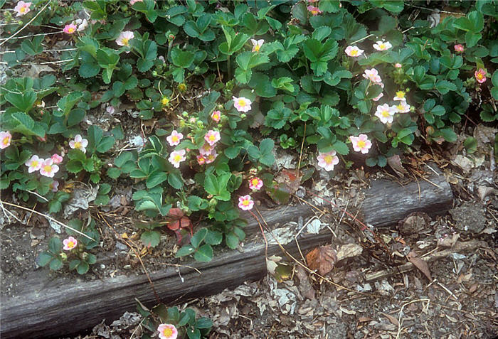 Fragaria 'Pink Panda'