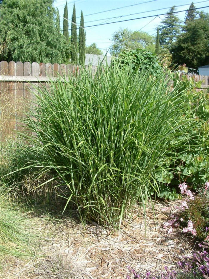 Miscanthus sinensis 'Zebrinus'