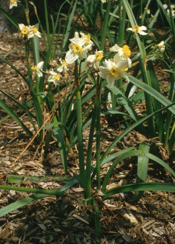 Narcissus pseudonarcissus