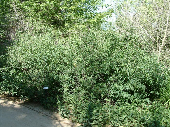 Oemleria cerasiformis