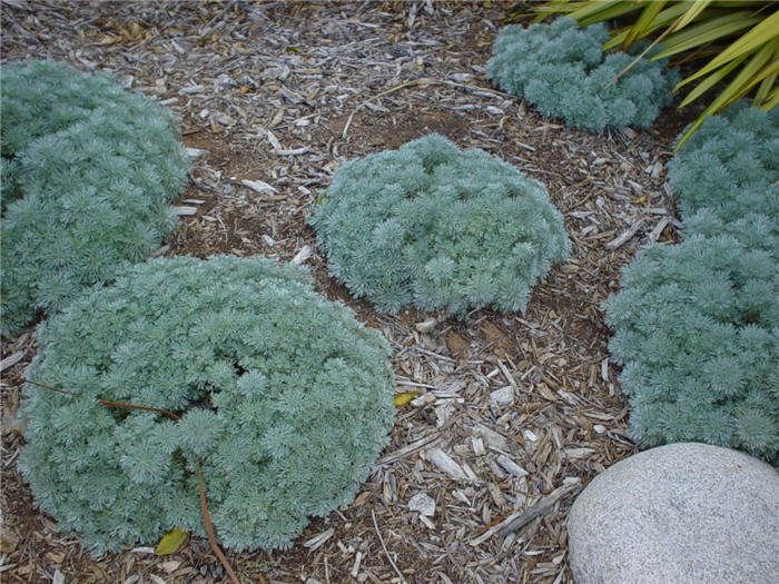 Artemisia schmidtiana
