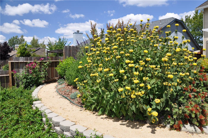 Phlomis fruticosa