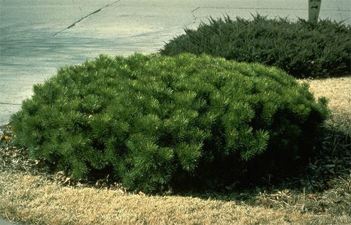 Pinus mugo uncinata