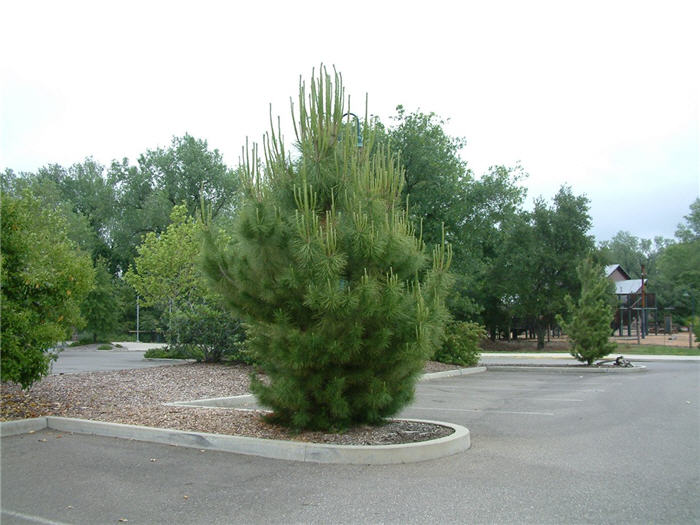 Pinus thunbergii