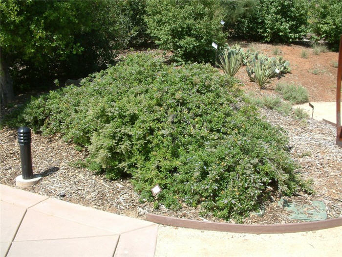 Creeping Black Sage