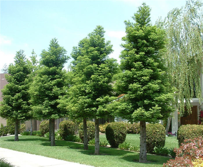 Sequoia sempervirens 'Soquel'