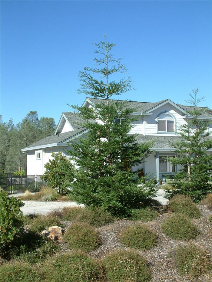 Sequoia sempervirens 'Aptos Blue'