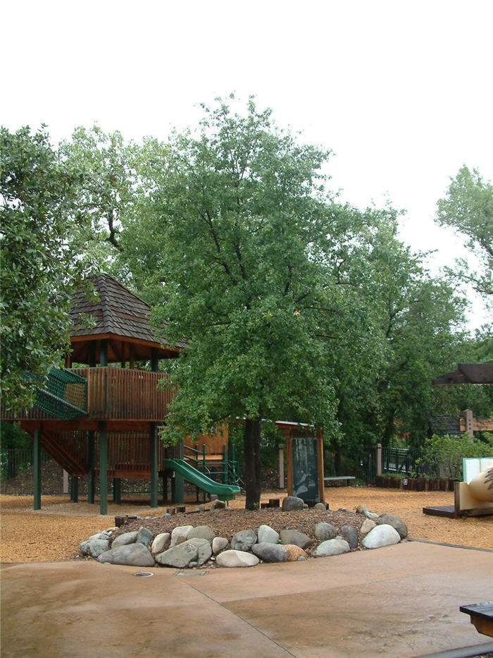 Quercus wislizenii