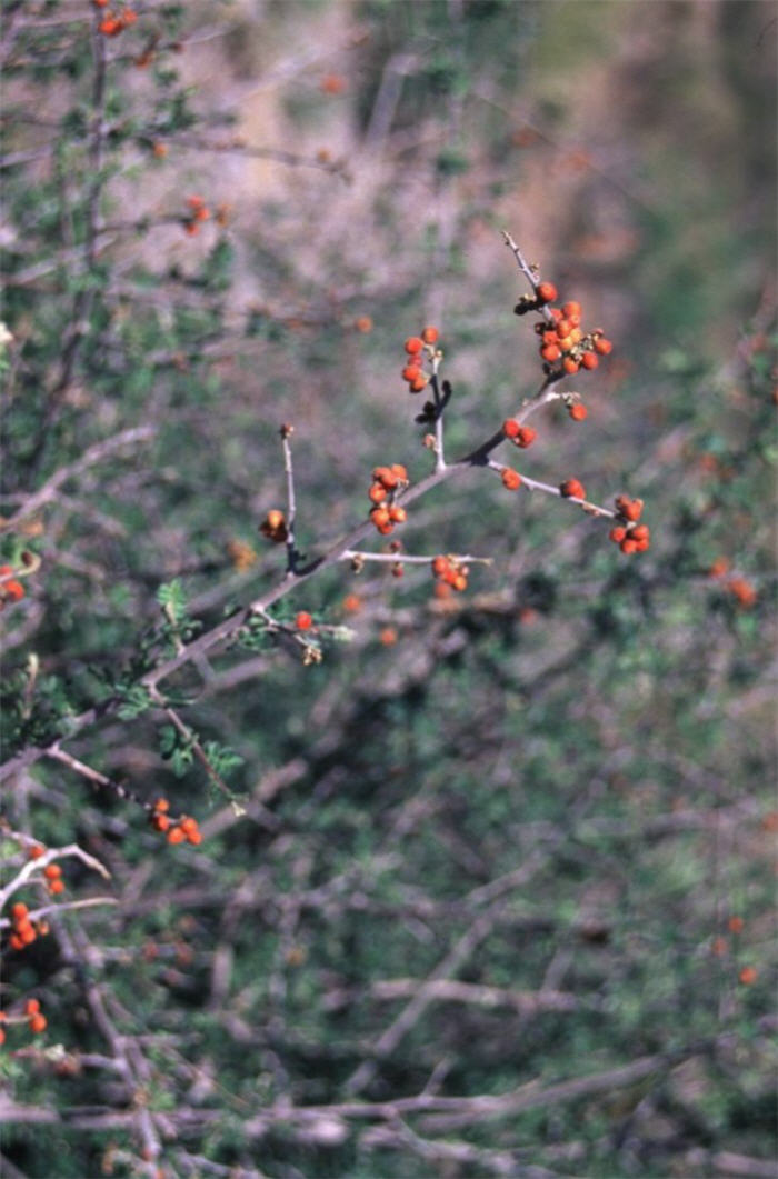 Rhus trilobata
