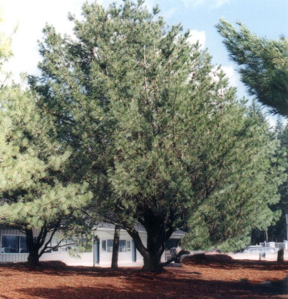 Pinus attenuata