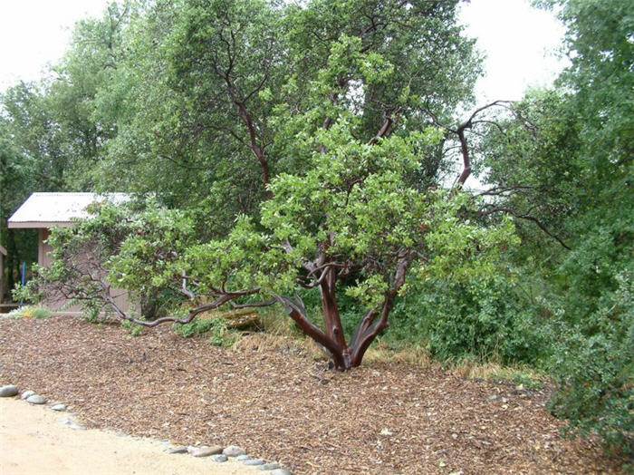 Arctostaphylos viscida