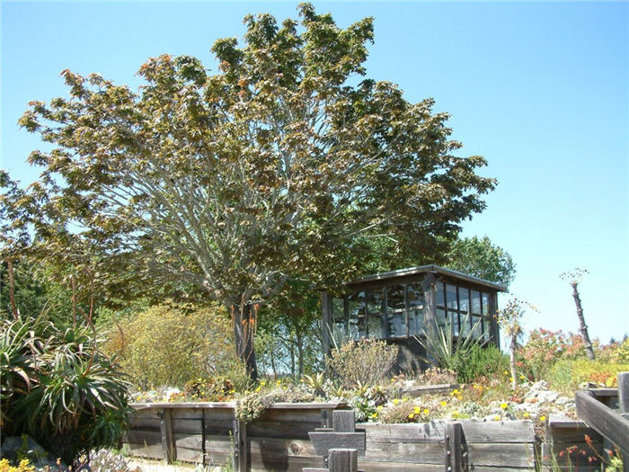 Oregon Bigleaf Maple