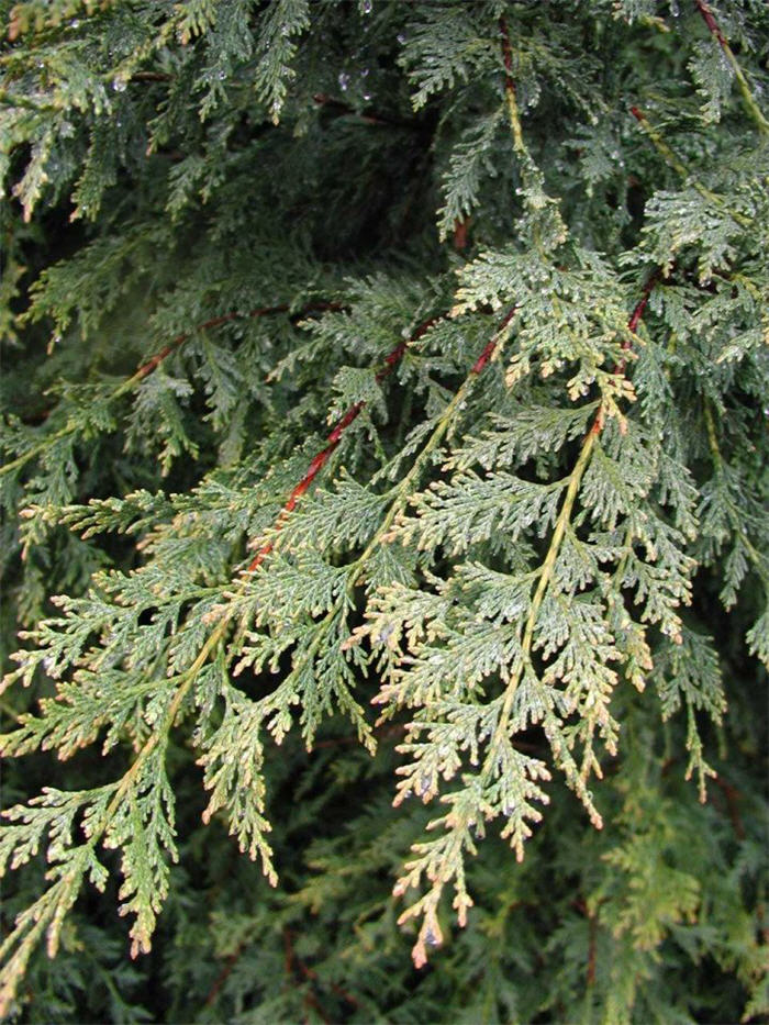 Cupressocyparis leylandii 'Castlewellan'