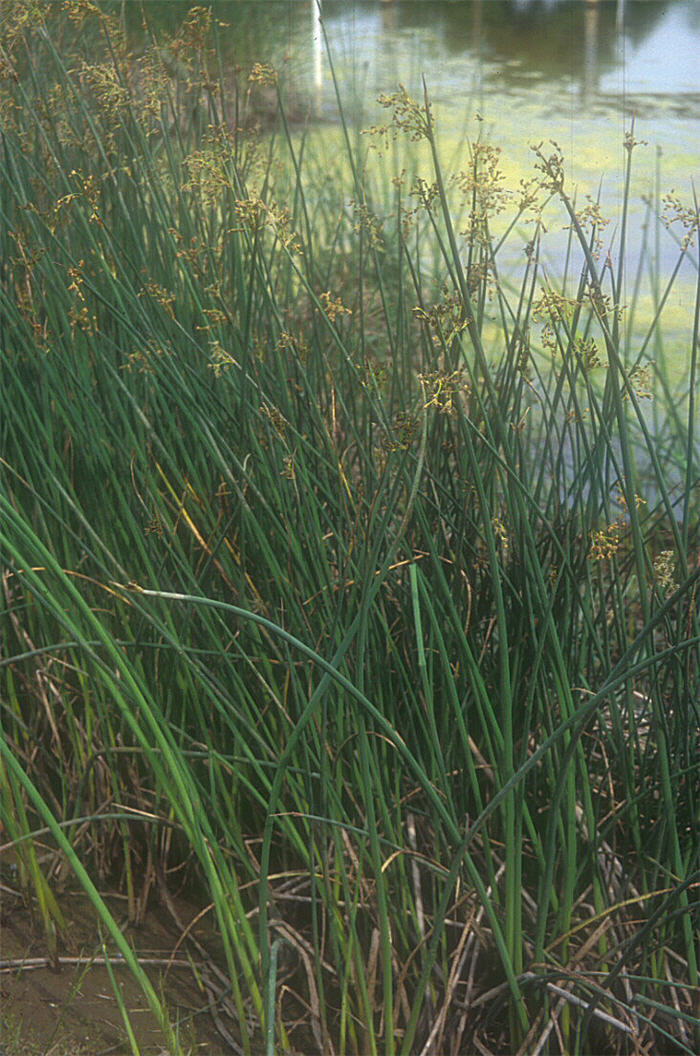 Scirpus tabernaemontani