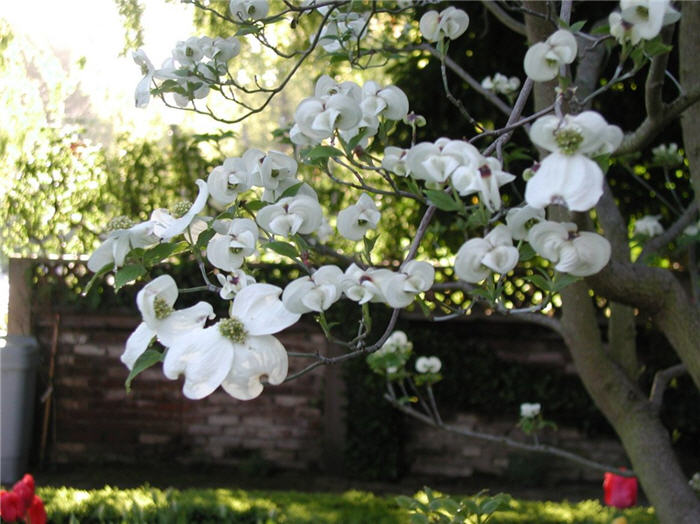 Cornus florida