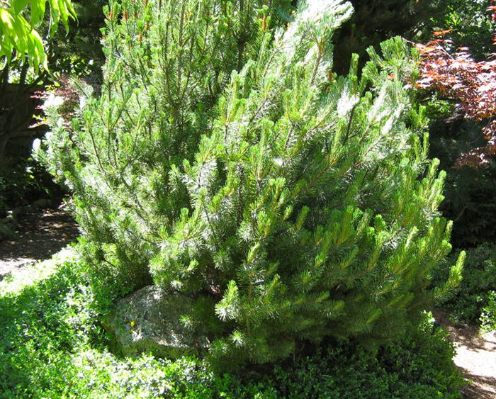 Pinus mugo
