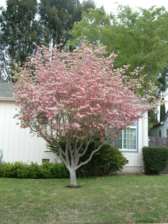 Cornus florida 'Rubra'
