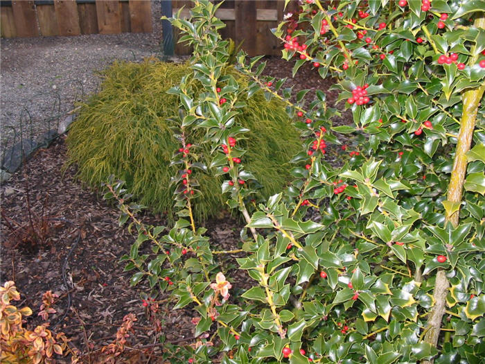 Ilex X aquipernyi 'San Jose'
