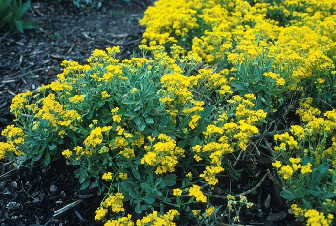 Aurinia saxatilis