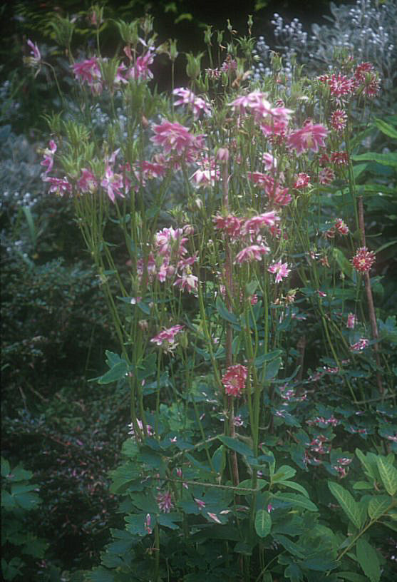 Aquilegia hybrids 'Nora Barlow'