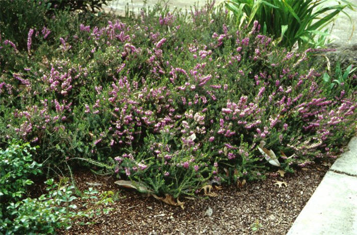 Spring or Snow Heather