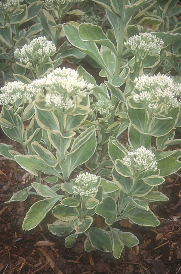 Sedum 'Frosty Morn'