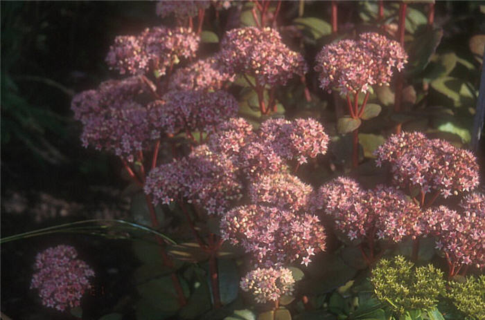 Sedum 'Matrona'