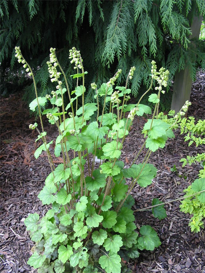 Forest Frost Fringe Cups