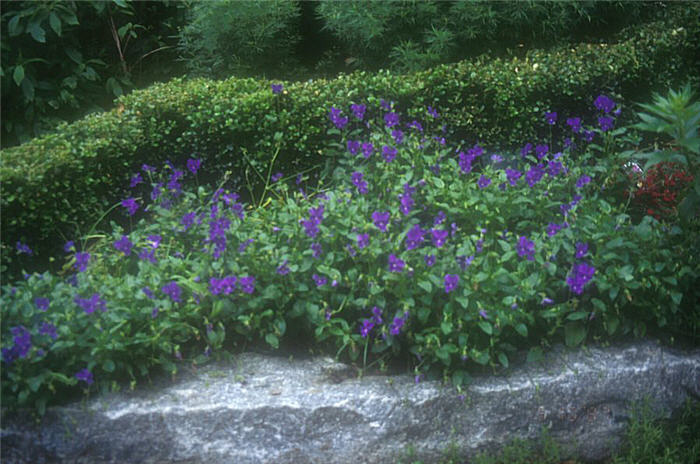 Plant photo of: Viola cornuta 'Purple Showers'