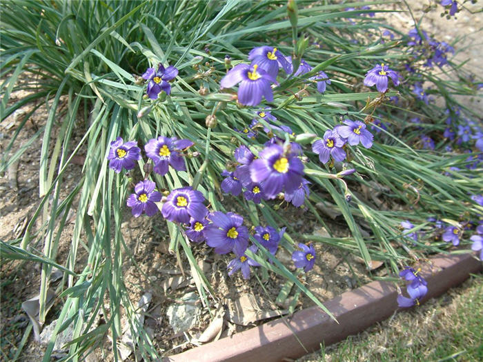 Sisyrinchium bellum